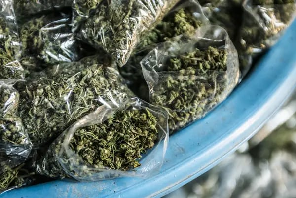Unsealed plastic packets of cannabis inside a container in Lesotho. Photographer: Bloomberg Creative Photos/Bloomberg