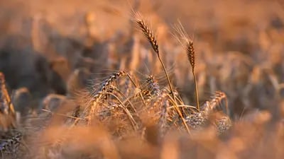 Espigas de trigo en un campo del Reino Unido. Fotógrafo: Chris Ratcliffe/Bloomberg