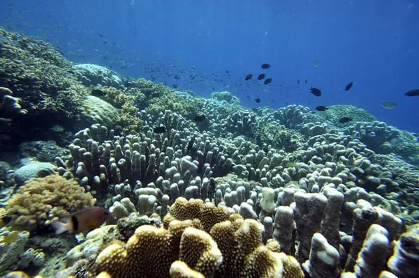 Unos peces nadan en el arrecife de coral del parque marino nacional de la isla de Bunaken, en el norte de Sulawesi.