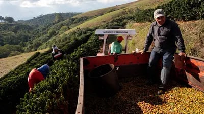 Colheita de café em fazenda em Guaxupé, Minas Gerais (Patricia Monteiro/Bloomberg)