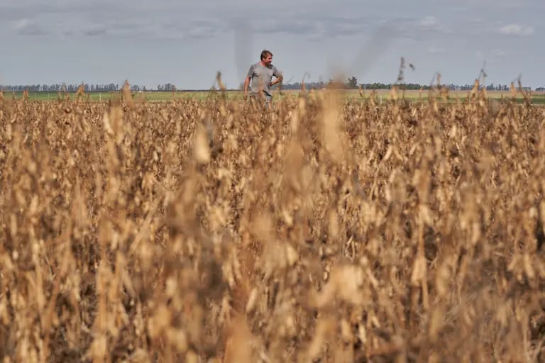 Un trabajador examina las plantas de soja en una granja afectada por la sequía en San José de la Esquina, Argentina, el 6 de abril de 2023.Fotógrafo: Natalia Favre/Bloombergdfd