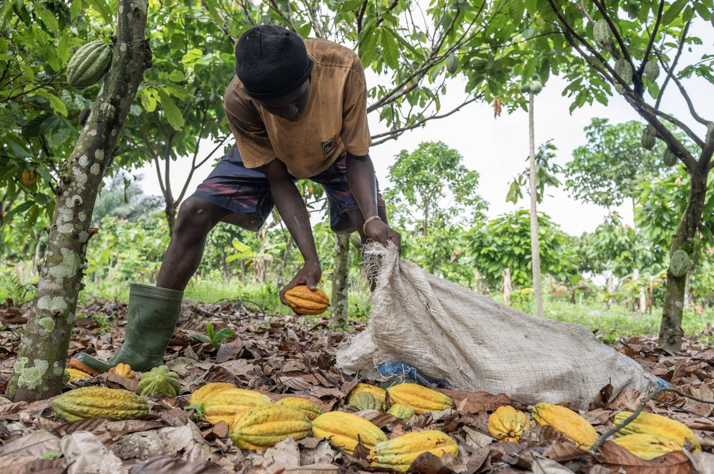 A worker gathers cocoa pods cut from trees into a sack on a farm in Azaguie, Ivory Coast, on Friday, Nov. 18, 2022. As favorable weather in Ivory Coast boosts the quality of the country's cocoa bean harvest, poor road access means some farmers in the world's top supplier of the chocolate-making ingredient are getting paid below the farm-gate rate for their crop.dfd