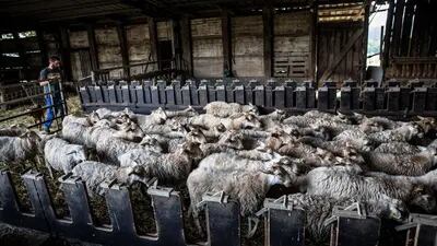 Julen, uno de los miembros de la cooperativa Bizkaigane, se prepara para alimentar a las ovejas. Fotógrafo: Ángel García/Bloomberg