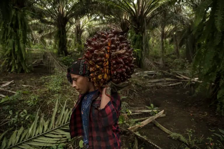 Una trabajadora transporta un racimo de frutos de palma aceitera en una plantación de Guatemala.
dfd