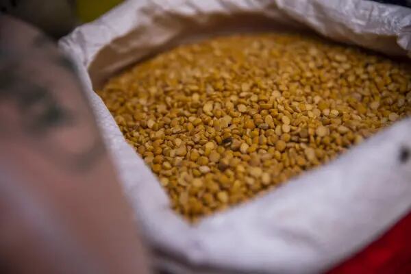Originária da Ásia, lentilha consumida no Brasil é praticamente toda importada do Canadá