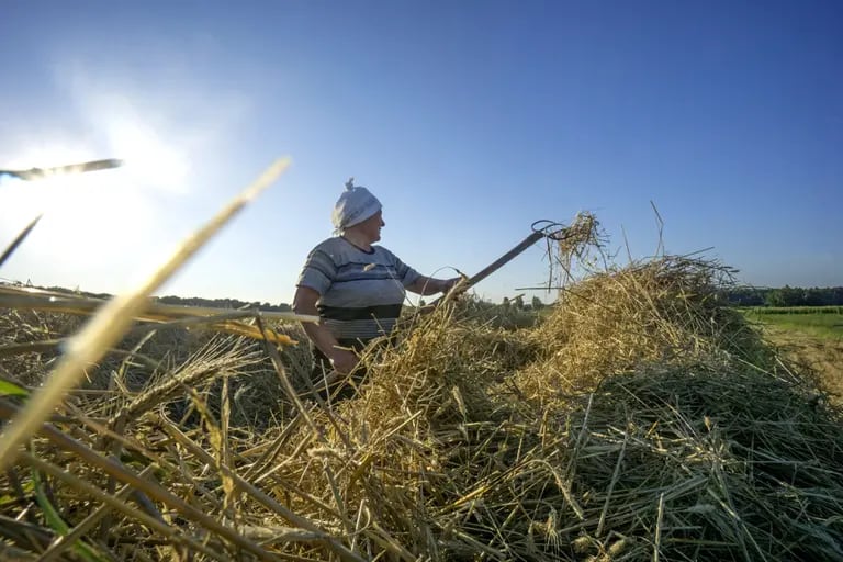 Ukraine is one of the world's largest producers and exporters of wheat. dfd