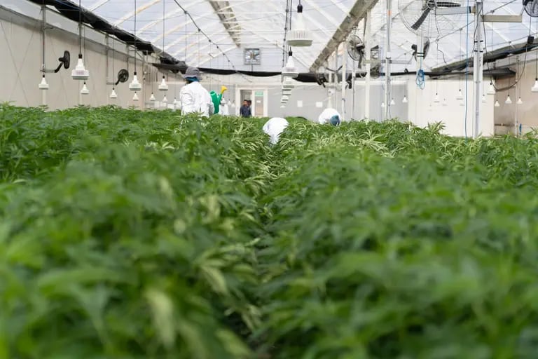 Trabajadores inspeccionan las plantas de cannabis que crecen en las instalaciones de cultivo medicinal en Los Santos, departamento de Santander, Colombia, el lunes 3 de abril de 2023.dfd