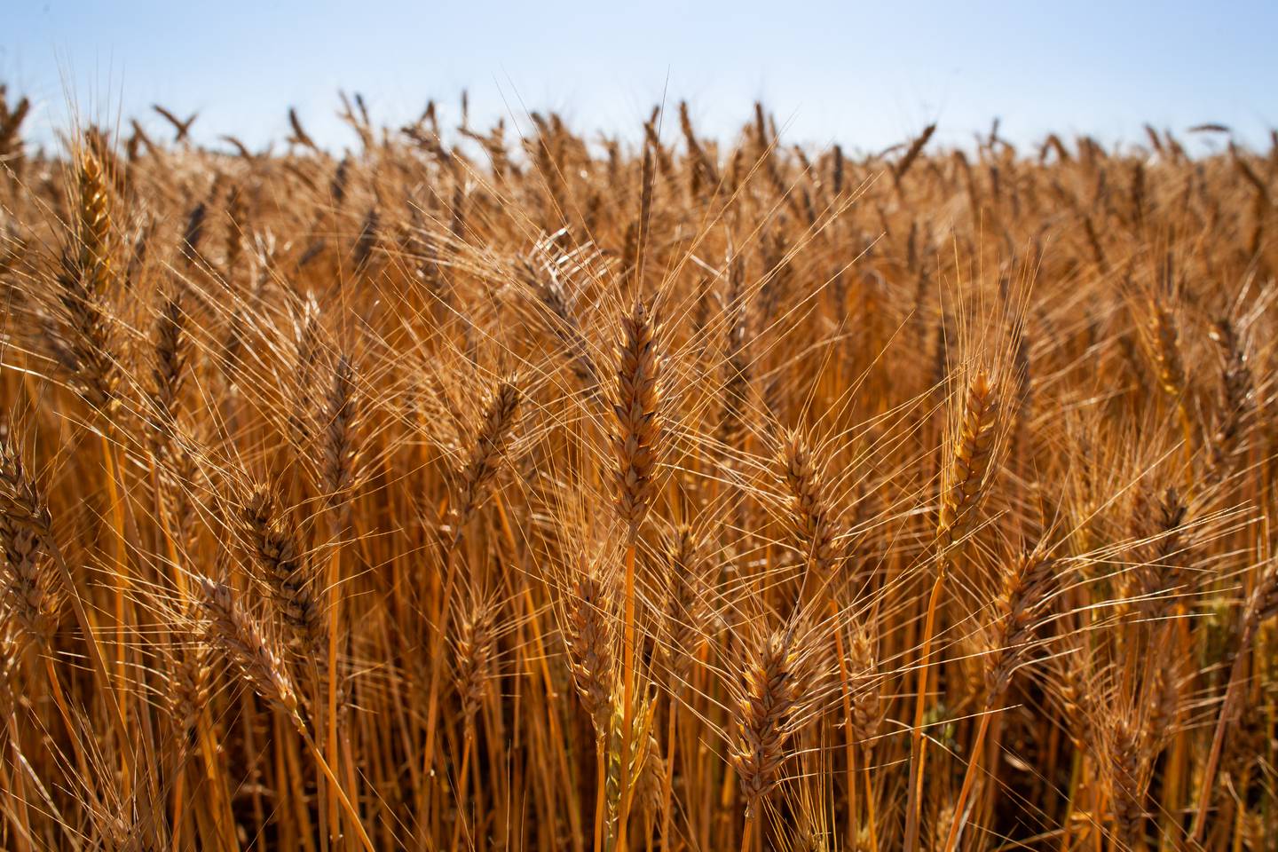 El Gobierno brasilero decidirá si libera o no la comercialización del trigo genéticamente modificado.