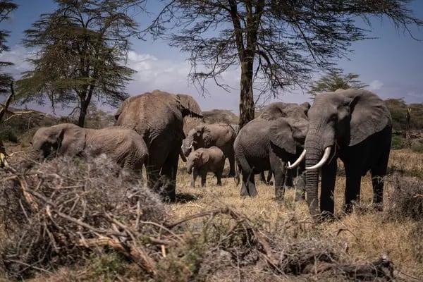 Los elefantes podrían morir jóvenes a causa del cambio climático, según un estudio