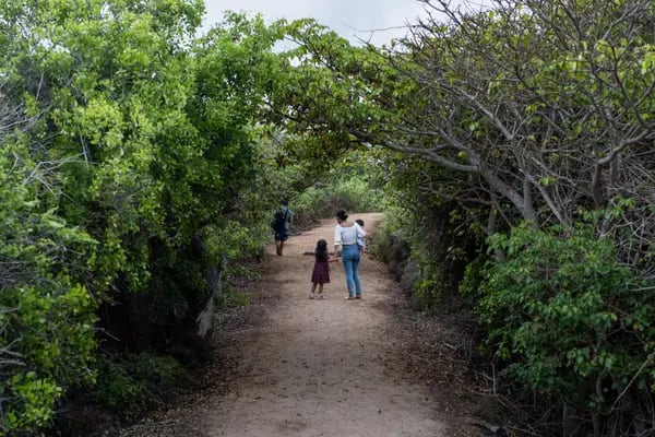 Turistas caminan por el Parque Nacional en Puerto Ayora, Islas Galápagos, Ecuador, el viernes 14 de enero de 2022.