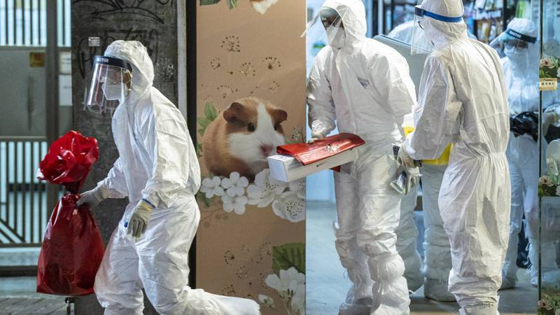Hong Kong: ‘Salvem os hamsters’ é novo clamor que desafia ordem