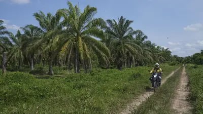 Árboles de aceite de palma en una plantación en Puerto Wilches, departamento de Santander.