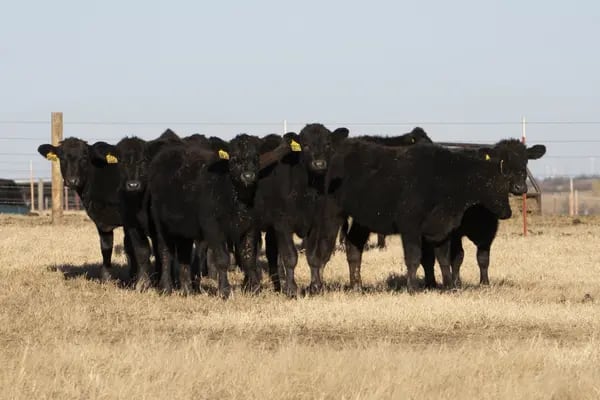 Rebaño de ganado en un rancho en Blanchard, Oklahoma, Estados Unidos, el jueves 2 de diciembre de 2021. Se espera que el Departamento de Agricultura de Estados Unidos publique las cifras semanales de producción de carne de vacuno el 10 de diciembre.