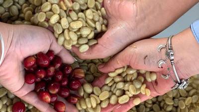 Variedades de café de Centroamérica se cotizan arriba de US$ 100 la libradfd