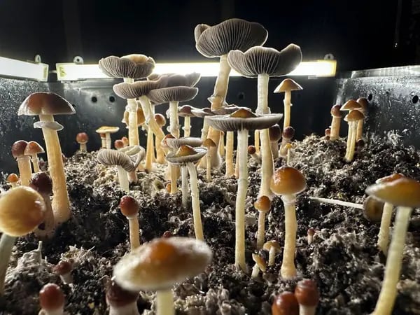 Setas de psilocibina listas para su cosecha en una "cámara de fructificación" humidificada en el sótano de una casa particular.