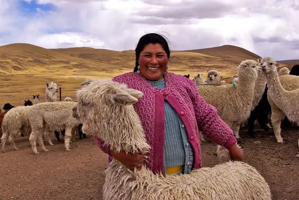 Exportación de suéteres de fibra de alpaca peruana creció 88,7% en el primer semestre.