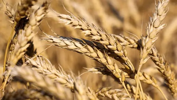 China habilita por primera vez la compra de trigo a exportadores argentinosdfd