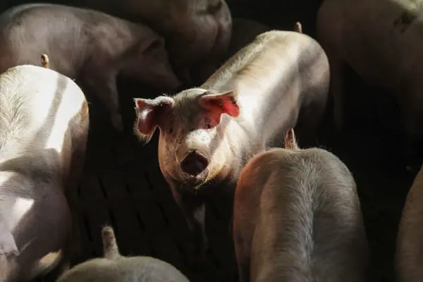 Hog diseases are shrinking herds in Mexico.