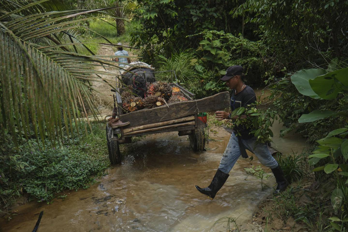Un trabajador transporta racimos de frutos de aceite de palma en una plantación en Puerto Wilches, departamento de Santander, Colombia, el lunes 13 de diciembre de 2021.