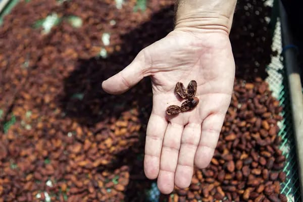 Un trabajador sostiene granos de cacao en una granja de Vietnam. Fotógrafa: Maika Elan/Bloomberg