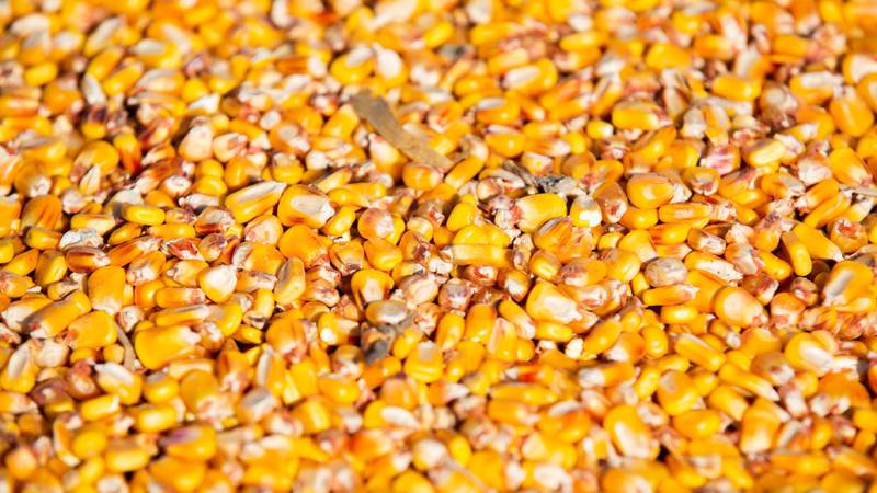 Precio de fertilizantes amenaza cosecha de Brasil, proveedor clave de maíz 