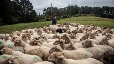 Julen las ovejas que pastan al aire libre en Errigoiti, Bizkaia, junto a su perro. Fotógrafo: Ángel García/Bloomberg