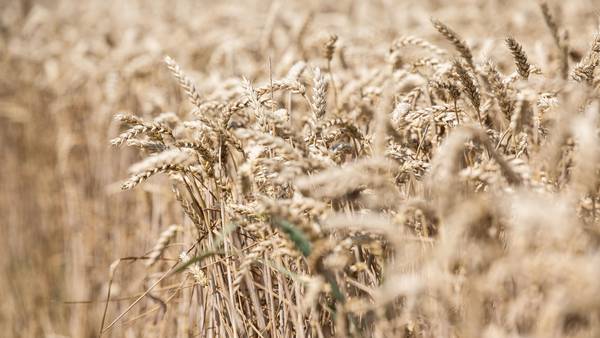 Los desafíos para que Ucrania vuelva a exportar granos incluyen confiar en Putindfd