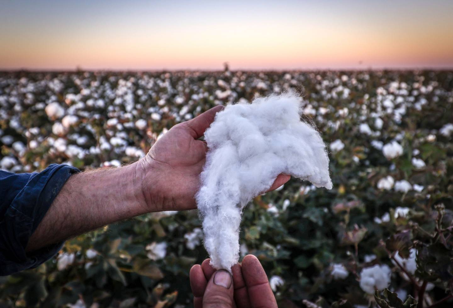 Un agricultor inspecciona algodón en un campo.