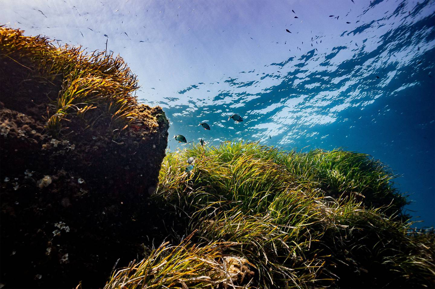Algas marinas en el Mar Mediterráneodfd