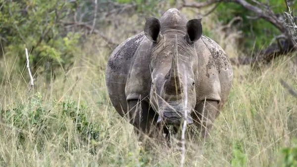 Cazadores de rinocerontes devastan la reserva natural más antigua de Sudáfricadfd