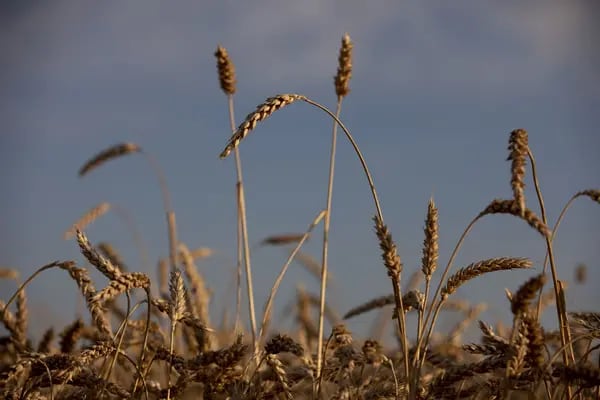 Una plantación de trigo