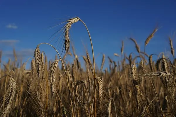 Un campo de triticale, una planta híbrida derivada del trigo y el centeno utilizada para la alimentación animal, en pie durante la cosecha el 23 de julio de 2020 cerca de Haesen, Alemania.