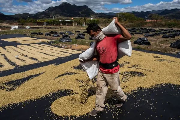 Un trabajador de la plantación vierte sacos de arpillera llenos de granos de café y los esparce para que se sequen al sol en la finca de café La Hammonia el 02 de febrero de 2021 en Metagalpa, Nicaragua.