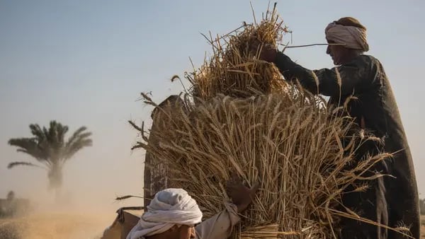 Egipto e India conversan sobre posible acuerdo para intercambiar trigo por bienesdfd