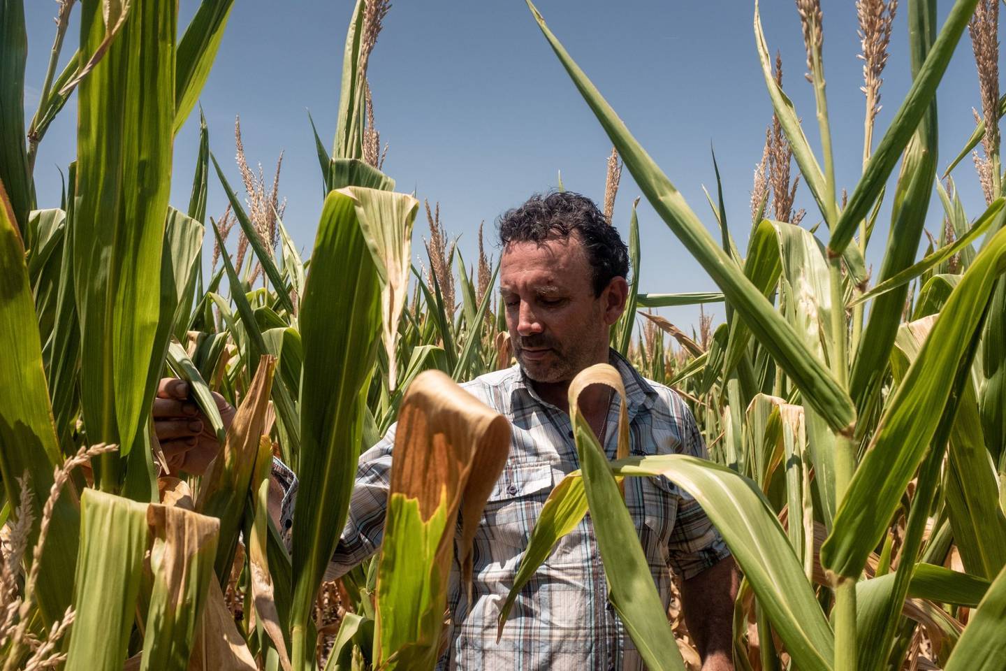 A farmer inspects ears of corn during a heat wave in Zarate, Buenos Aires province, Argentina, on Tuesday, Jan. 11, 2022. Argentinas key agriculture areas saw intense and prolonged heat, coupled with little or no rain, through Jan. 12. Photographer: Anita Pouchard Serra/Bloombergdfd