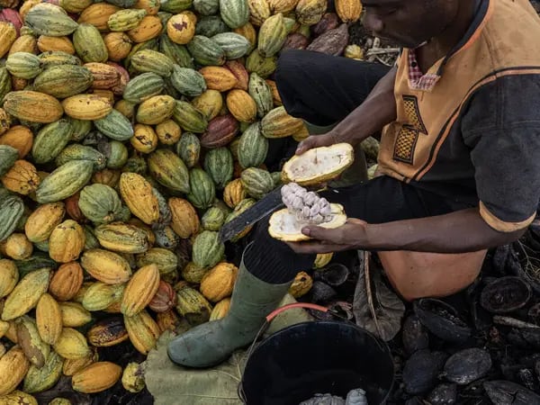 Costa de Marfil busca evitar incumplimientos en exportaciones de cacao tras aumento de preciosdfd