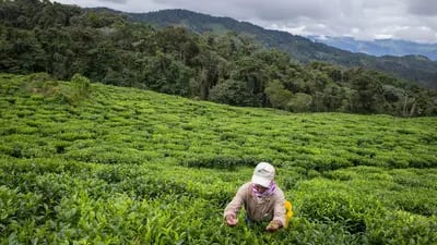 Un trabajador recoge a mano hojas de té en la finca Agricola Himalaya SA Bitaco en el departamento del Valle del Cauca cerca de Cali, Colombia, el martes 17 de enero de 2017.