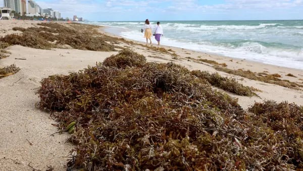 La inmensa masa de sargazo que invade la costa de Florida y amenaza al turismo dfd