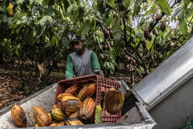 Un recolector de frutas arroja vainas de cacao en la máquina desgranadora que separa los granos de la cáscara.dfd