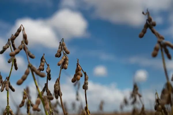 Soybeans during a harvest on a farm near Brasilia.