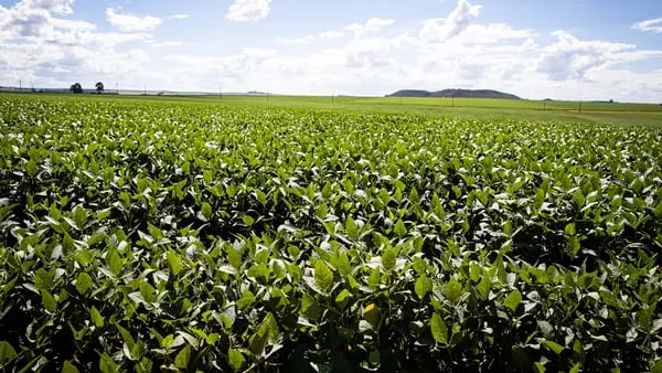 Exportaciones argentinas suben impulsadas por alza de precios de soja y maíz dfd
