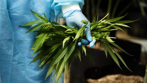 Colombia corta las alas al cannabis medicinal y empuja a pacientes “a la ilegalidad”dfd