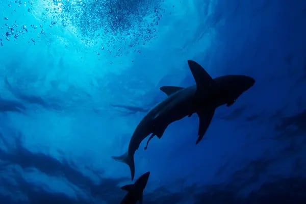 Un tiburón de punta negra se ve nadando durante una inmersión con cebo en Umkomaas, cerca de Durban, Sudáfrica, el 10 de diciembre de 2020.