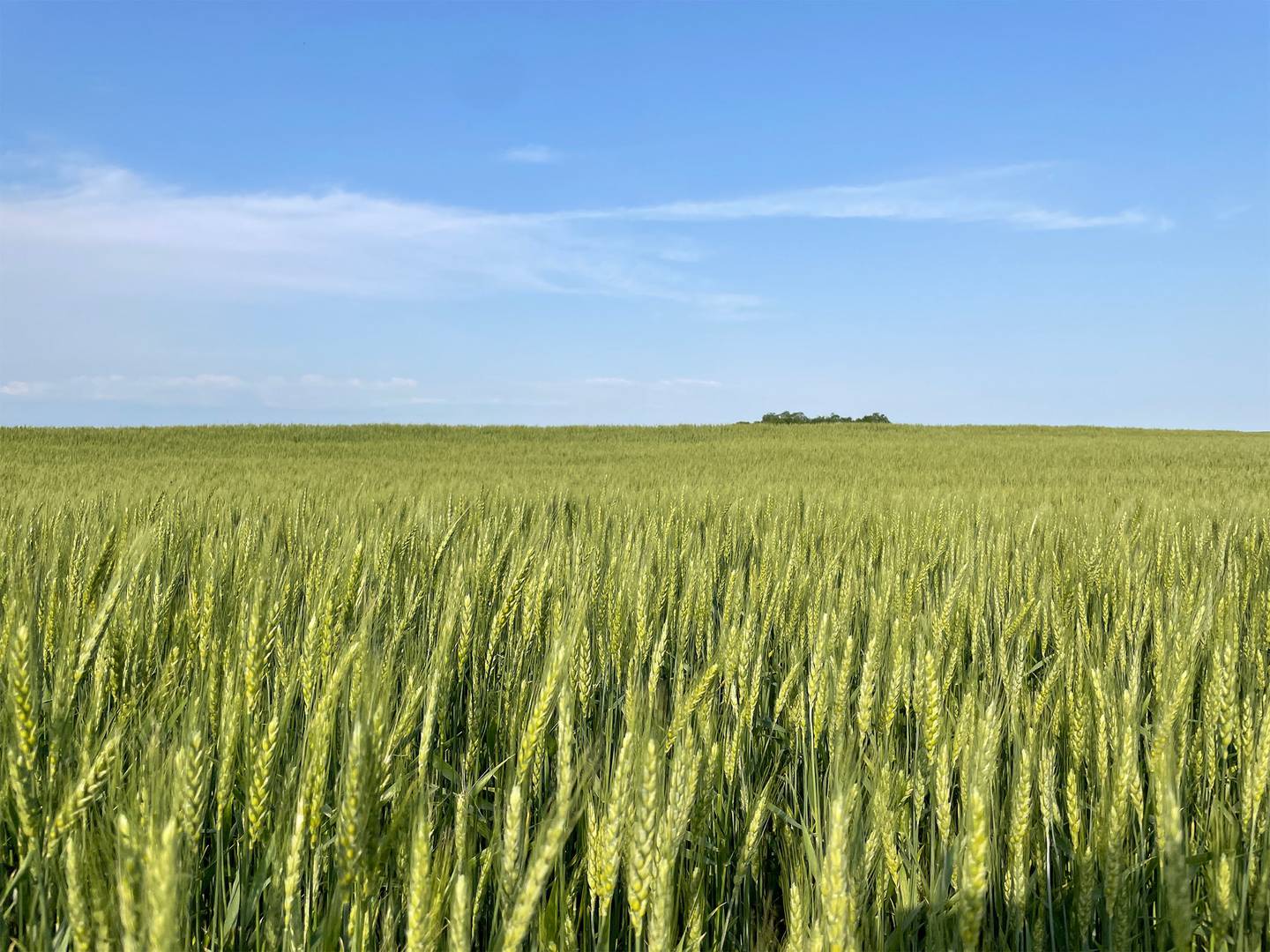 Campo de trigo a semanas da colheita no condado de Dickinson, no leste do Kansas, em 17 de maio de 2022.Fotógrafo: Tarso Veloso/Bloombergdfd