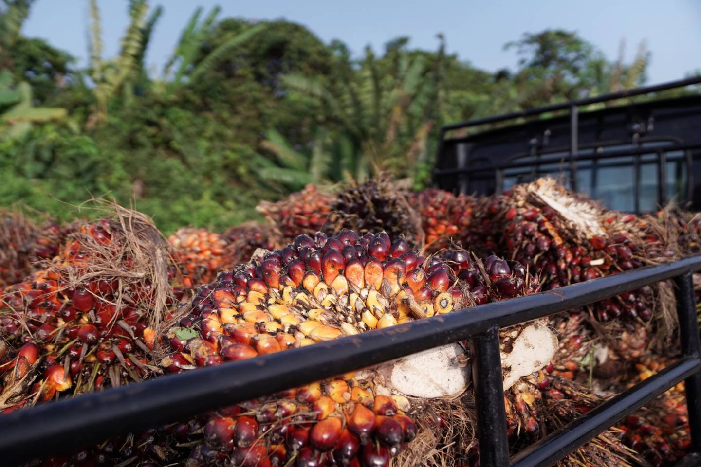 Frutas de óleo de palma carregadas em um caminhão na Indonésiadfd