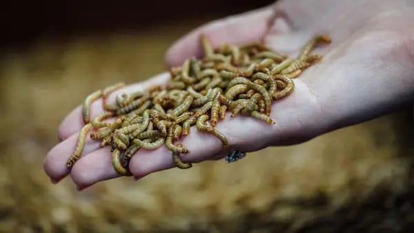 Venture Capitalists Feed $125 Million Into French Mealworm Breeder Ynsectdfd