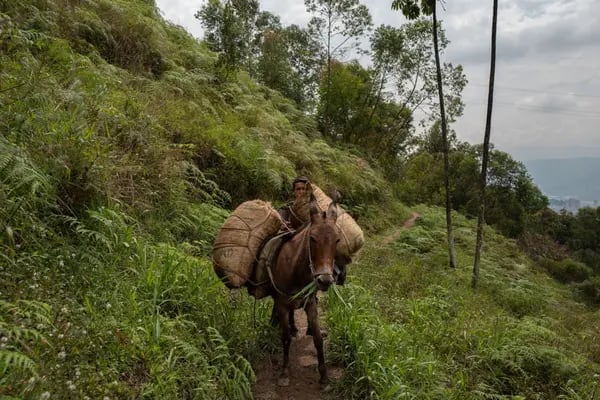 Una mula transporta sacos de café en el barrio La Sierra de Medellín, Colombia, el martes 23 de febrero de 2021.