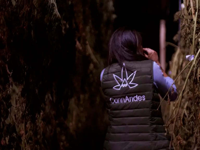 Es la primera empresa ecuatoriana con licencia para cultivar cannabis en Ecuador.dfd