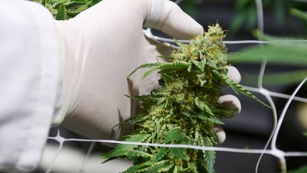 Colombia alista su mayor exportación de flor seca de cannabis a tres continentesdfd