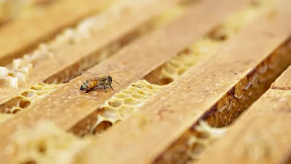 A Biotech Startup Boosts Bee Endurance with Special Diets, Supplementsdfd